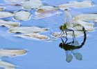 8 Emperor Dragonfly Laying Eggs